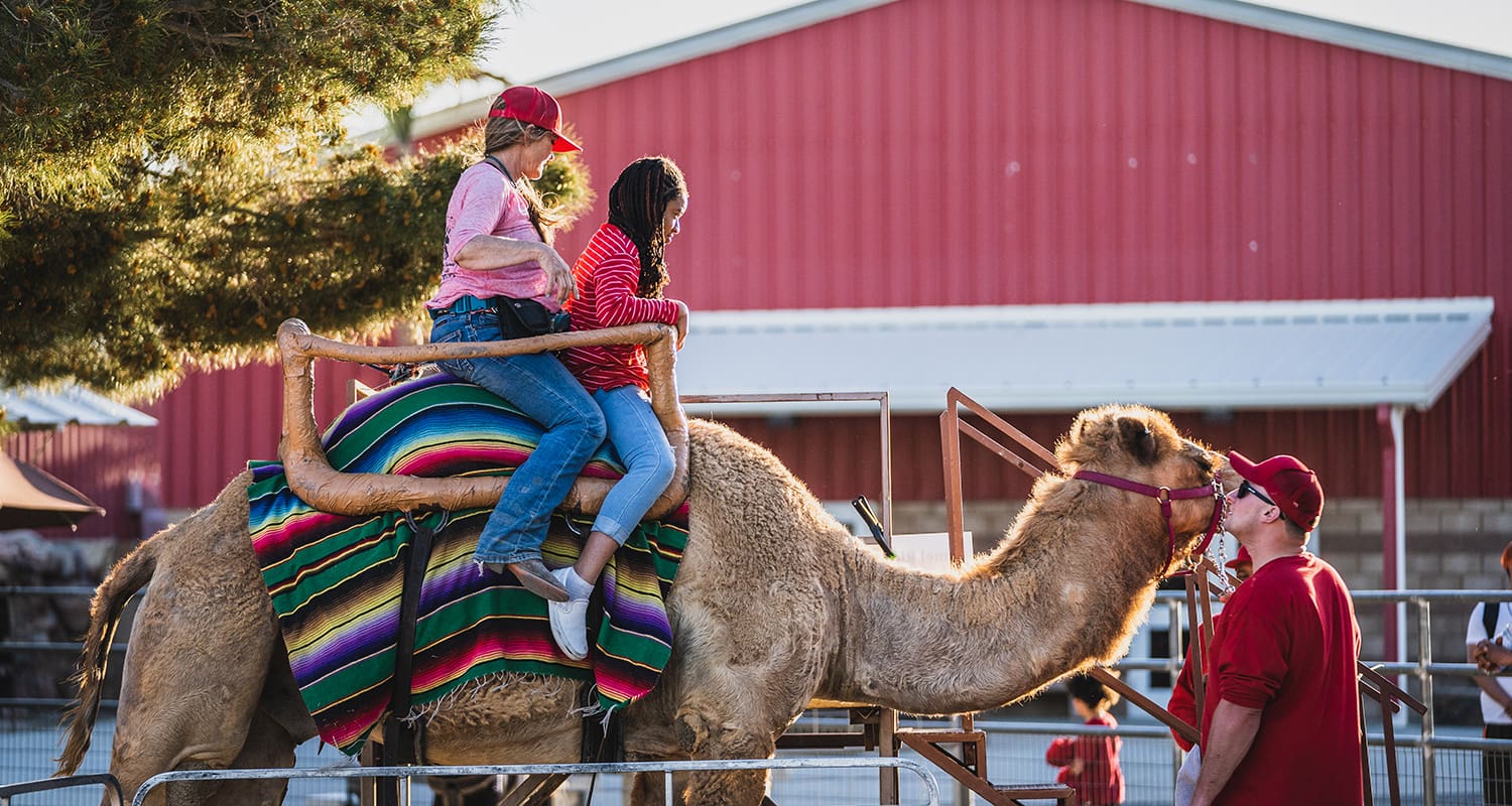 Two people ride a camel draped with a colorful blanket, while a person in red leads the camel near a red building.