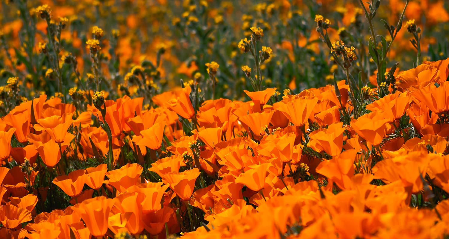 A field of bright orange poppies with a few yellow wildflowers scattered throughout, all under bright sunlight.