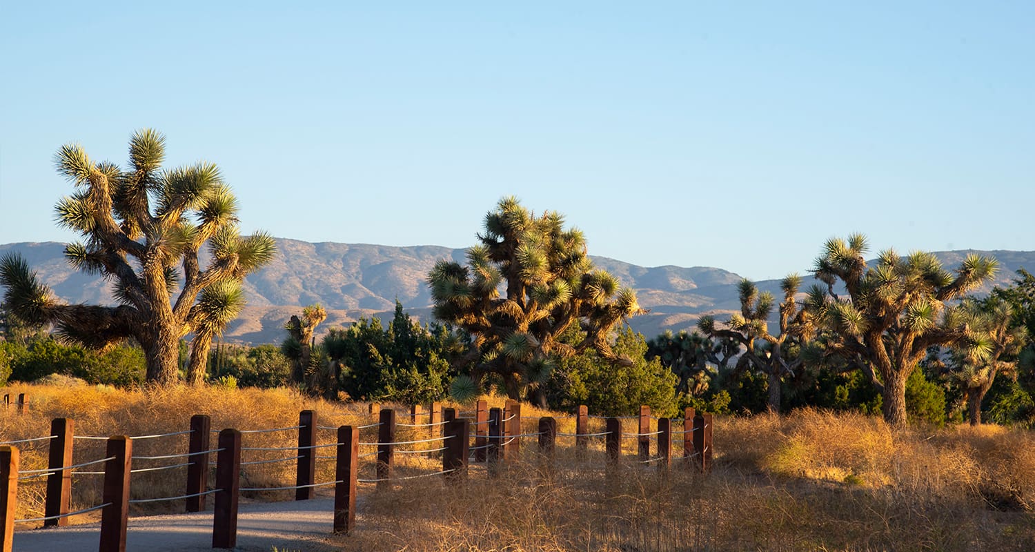 Desert landscape with Joshua trees, a pathway bordered by posts and wire, and mountains in the background under a clear blue sky.